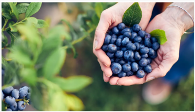 Ένας καλλιεργητής βατόμουρου αποκαλύπτει τα δύο λένε - σημάδια ιστορίας ώριμω...