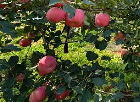 Τι λίπασμα θα υποβάλει αίτηση τον Ιούλιο; Τέλεια οδηγός χρονισμού