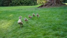 Τι λίπασμα πρέπει να χρησιμοποιήσω στο γκαζόν μου τον Ιούλιο και τον Αύγουστο;