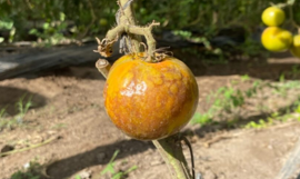 Ιός rugoso: unemigo silencioso amenaza a la producción de tomate