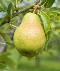 Λιπάσματα αχλαδιού: Συμβουλές για τη γονιμοποίηση ενός αχλαδιού
