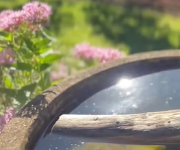 Δείτε πώς να χρησιμοποιήσετε το μέλι ως φυσικό λίπασμα στον κήπο σας