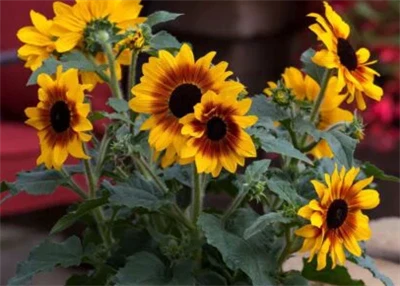 Η Syngenta Flowers προωθεί τα ηλιοτρόπια Sunfinity ως εκτεταμένη-λουλουδάτη λ...