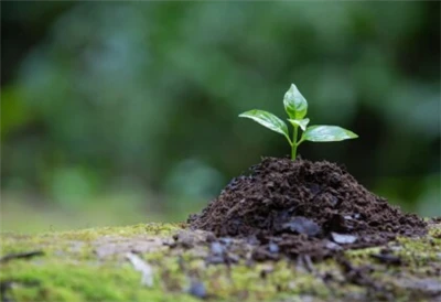 The Tale of Two Nitrogens: Nitrate vs. Ammonium