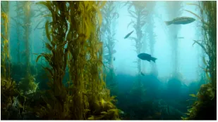 Τα βιοκαύσιμα Kelp ενδέχεται σύντομα να τροφοδοτήσουν τα αυτοκίνητα και τα αε...