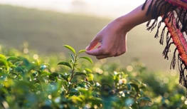 Το CropLife India επιδιώκει 5ετή προστασία δεδομένων, προειδοποιεί για περιορ...